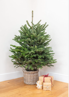 Nordmandská jedľa v kvetináči - výška stromčeka bez kvetináča 120-140cm