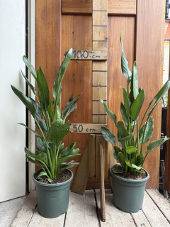 Strelícia kráľovská reginae multikmeň, výška 90-110cm s kvetináčom