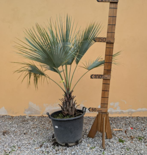 Brahea armata 180cm - mexická palma (-12°C)