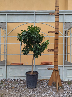 Grapefruit ružový (Grep)- Pompelmo rosa, výška 140-160 cm