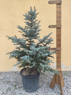 Smrek pichľavý 170 -180 cm