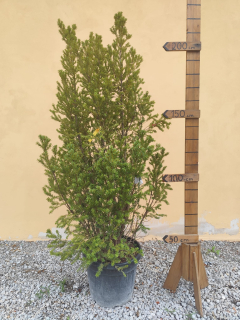 Tis obyčajný 220 - 230cm