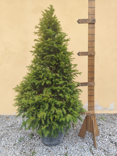 Tis obyčajný pyramída 220 - 230cm