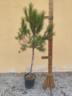 Borovica lesná - výška 220-230cm s kvetináčom