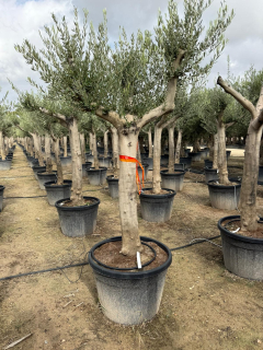 Olea Europea - výška kmeňa 120-150cm 
