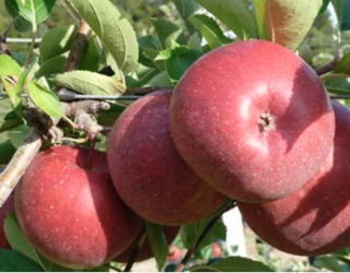 Jabloň Imperatore Dallago, výška s kvetináčom 160-180cm