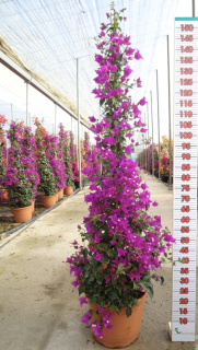 Bougainvillea Sanderiana 'Alexandra' výška 200cm