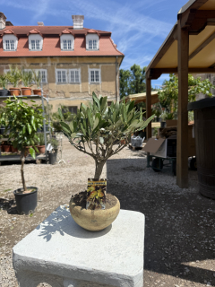 Olea Europaea - malý olivovník v terakote, výška 35cm s kvetináčom