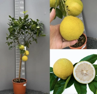 Citrus Bergamot (Bergamotto)  110-140cm