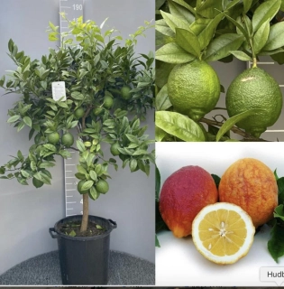 Citrus Limone Rosso (červený citrus) - výška 140 - 160 cm s kvetináčom