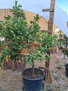 Citrus Limone Rosso (červený citrus) - 180-200 cm výška s kvetináčom