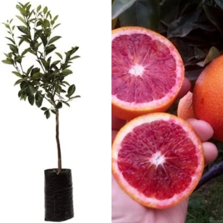 Pomarančovník krvavý - Citrus Arancio Moro - výška 130/150cm
