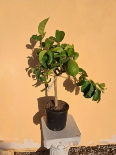 Citrus Cedro max - cedrát - výška s kvetináčom 60-80cm