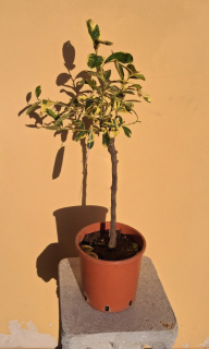 Citrus Cedro Variegato - výška s kvetináčom 50 - 70 cm