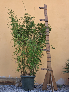 Zlatý bambus - Bambusa aurea (Phyllostachys aurea)