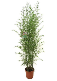 Zlatý bambus - Bambusa aurea (Phyllostachys aurea)