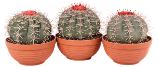 Melocactus bahiensis - Melokaktus