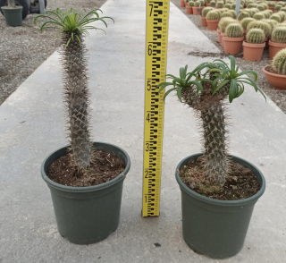 Pachypodium lamerei -  Madagaskarská palma