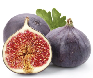 Figovník Ficus carica - odroda Brogiotto nero 100-120cm, -12°C