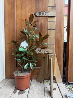 Magnólia Grandiflora Gallisoniensis vždyzelená, výška stromu s kvetináčom - 90-100cm
