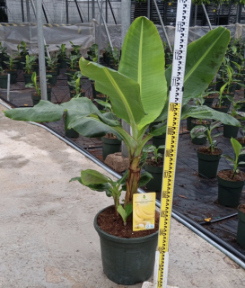 Banánovník - Musa Acuminata Dwarf Cavendish - 130cm výška s kvetináčom
