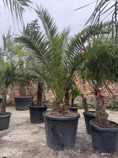 Phoenix canariensis - Ďatlovník kanársky 200cm s kvetináčom