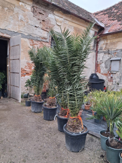 Phoenix canariensis - Ďatlovník kanársky výška s kvetináčom 200-220cm