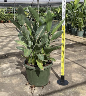 Strelícia kráľovská reginae multikmeň, výška 100-125cm s kvetináčom