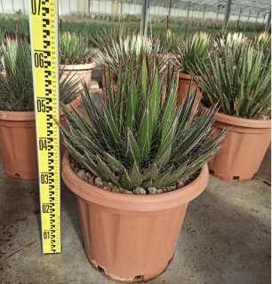 Agave filifera, objem kvetináča 25L,