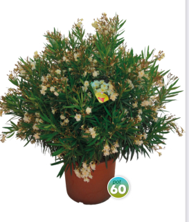 Nerium Oleander rôzne farby - výška 150-180 CM s kvetináčom 