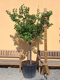 Marhuľa Sungiant, výška rastliny s kvetináčom 250-280cm, obvod kmeňa 22cm