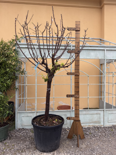 Marhuľa Sungiant, výška rastliny s kvetináčom 240-260cm, obvod kmeňa 22cm