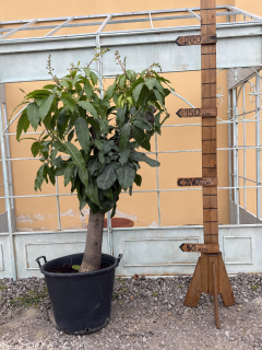 Mango - Magnifera Indica - obvod kmeňa 40cm, výška rastliny s kvetináčom 180cm