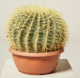 Echinocactus grusonii 30cm - Kaktus zvaný zlatá guľa