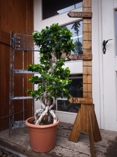 Ficus Microcarpa Compacta 140cm výška s kvetináčom