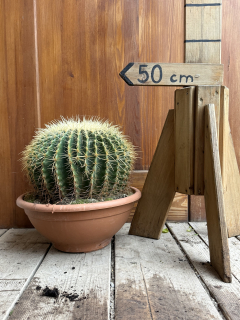 Echinocactus grusonii 35-40cm - Kaktus zvaný zlatá guľa