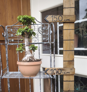Ficus Microcarpa Compacta 70-80cm výška s kvetináčom