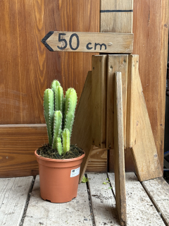 Trichocereus macrogonus kaktus 40cm výška s kvetináčom