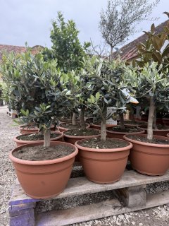 Akcia - Olea Europea - olivovník výška aj s kvetináčom 40 - 45cm 