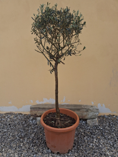 Akcia - Olea Europaea - olivovník 140-160cm s deco kvetináčom