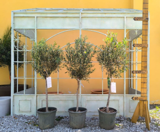 Akcia - Olea Europaea - olivovník 140-160cm s deco kvetináčom