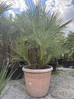 Chamaerops Humilis - 170-180 cm s kvetináčom