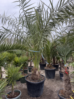 Phoenix dactylifera - Ďatlovník 300cm s kvetináčom