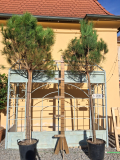 AKCIA - Borovica píniová - Pinus pinea výška cca 350cm s kvetináčom