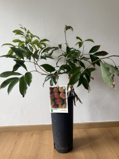 Liči - Litchi chinensis ‘Kway May Pink’ 90-10cm s kvetináčom