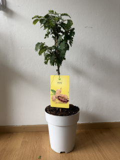 Tamarindus indica - Tamarind - 80-90cm s kvetináčom
