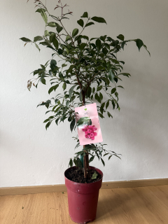 Syzygium australe („lili pili“, lilly pilly) výška 80cm s kvetináčom