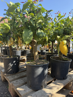 Citrus Limone/Citrónovník Limone s plodmi, hrubý kmeň, obvod kmeňa 12-13cm, výška 70-80cm s kvetináčom