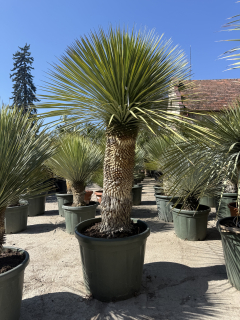 Yucca rostrata výška s kvet. 180-190 cm, do -22´C