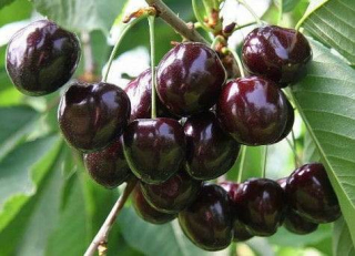 Čerešňa Kordia výška rastliny s kvetináčom 180-200cm